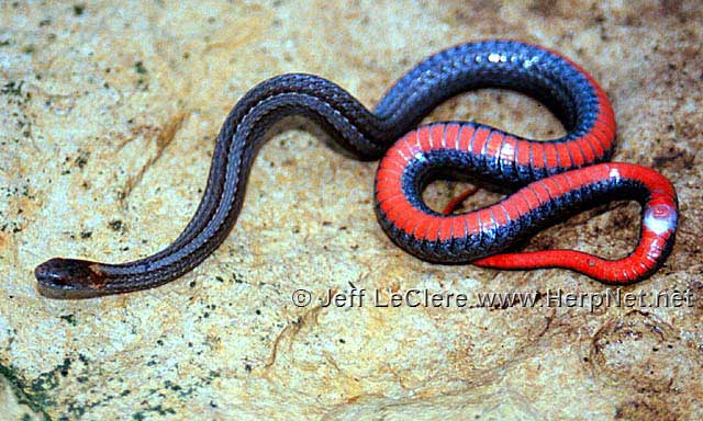 Red-bellied Snake (Storeria occipitomaculata) - North Dakota Herp