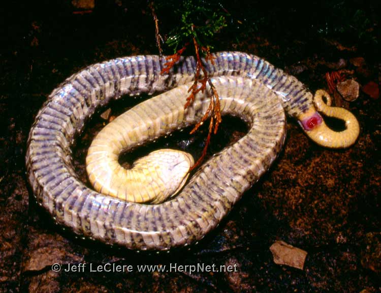 Soil Sidekicks – Eastern Hognose Snakes