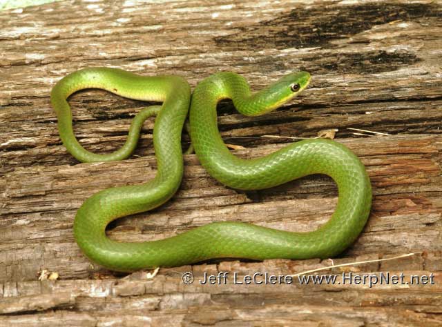 Smooth Greensnake (Opheodrys vernalis) – Amphibians and Reptiles of Iowa
