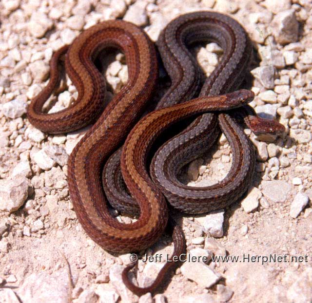 Red-bellied Snake (Storeria occipitomaculata) – Amphibians and Reptiles of  Iowa