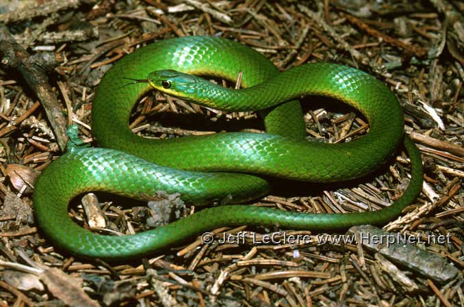 Smooth Greensnake (Opheodrys vernalis) – Amphibians and Reptiles